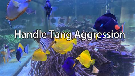 tang fish|Tang Aggression .